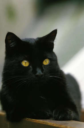 BLACK DOMESTIC CAT, ADULT LAYINGの写真素材