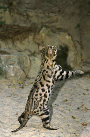 Black-footed Cat, felis nigripes, standing on Hind Legs