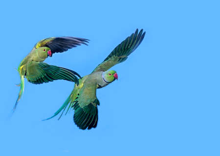 Rose Ringed Parakeet, psittacula krameri, Pair in Flightの写真素材