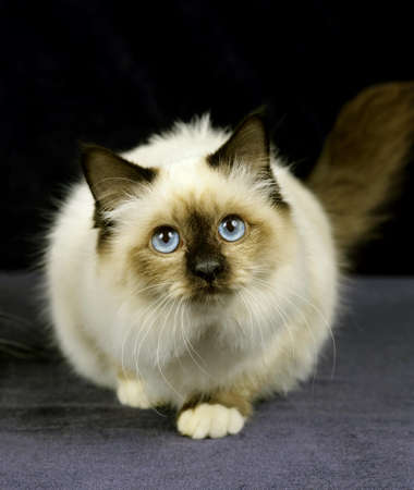 Birmanese Domestic Cat, Adultの写真素材