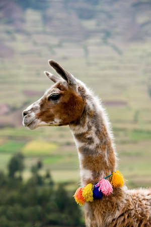 Llama, lama glama, Adult with Pom-Pom, Near Cuzco in Peru