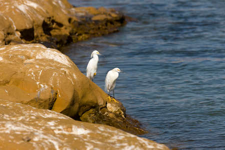 GREAT WHITE EGRET casmerodius albus, PAIR STANDING ON ROCK, MANU RESERVE IN PERUの写真素材