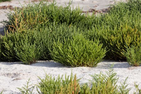 Samphire, salicornia sp., Yumaque Beach, Paracas Nationl Park in Peruの写真素材