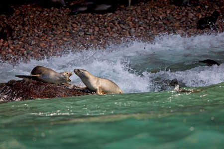 SOUTH AMERICAN SEA LION OR SOUTHERN SEA LION otaria byronia, PARACAS NATIONAL PARK IN PERUの写真素材