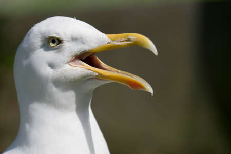 Herring Gull, larus argentatus, Portrait of Adult callingの写真素材