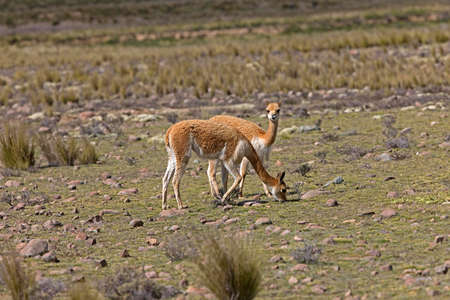 Vicuna, vicugna vicugna, Pampas Galeras Reserve in Peru