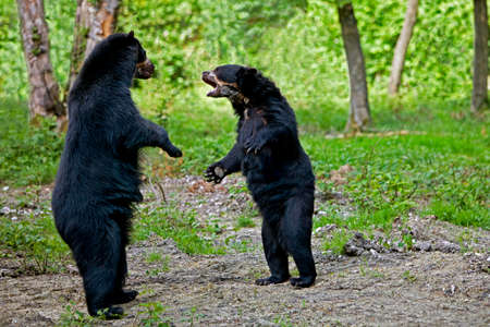 SPECTACLED BEAR tremarctos ornatus, ADULTS STANDING ON HIND LEGS, FIGHTの写真素材