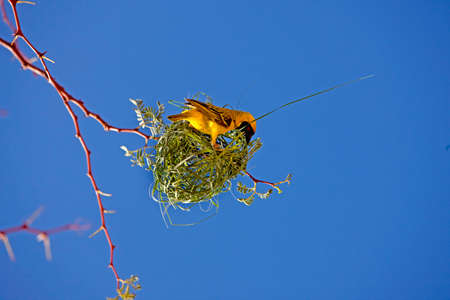 Southern Masked-weaver, ploceus velatus, Male working on Nest, Namibia