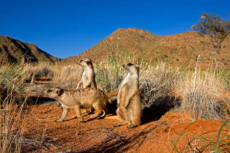 Meerkat, suricata suricatta, Adults standing at Den Entrance, Namibiaの写真素材