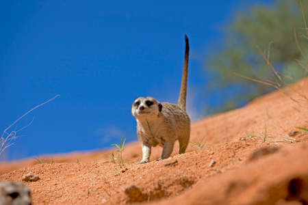 Meerkat, suricata suricatta, Adult, Namibiaの写真素材