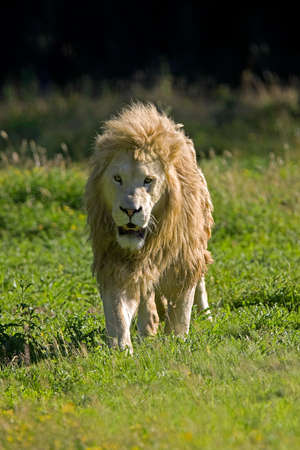 White Lion, panthera leo krugensis, Male standing on Grassの写真素材