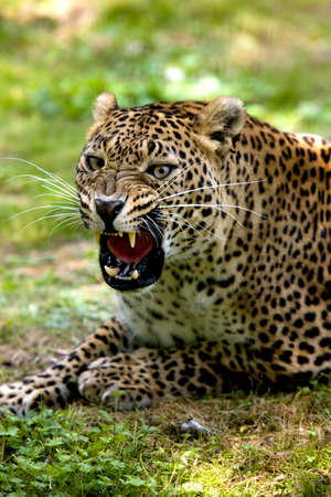Amur Leopard, panthera pardus orientalis, Adult Snarlingの写真素材