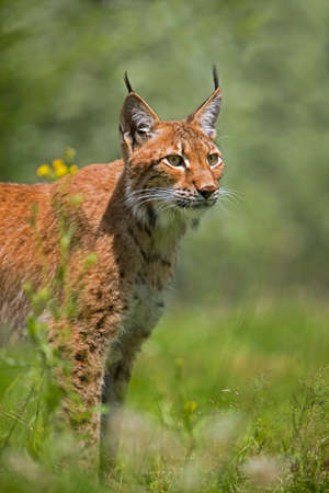 SIBERIAN LYNX lynx lynx wrangeli, ADULT