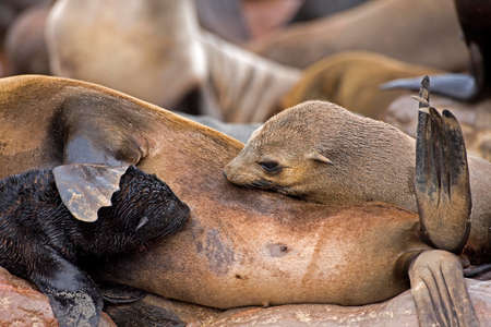 SOUTH AFRICAN FUR SEAL arctocephalus pusillus, MOTHER WITH BABY SUCKLING, CAPE CROSS IN NAMIBIAの写真素材