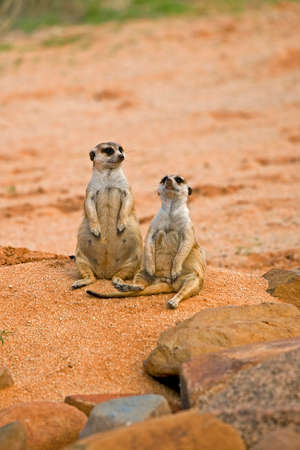 Meerkat, suricata suricatta, Adults sitting on Rocks, Namibiaの写真素材
