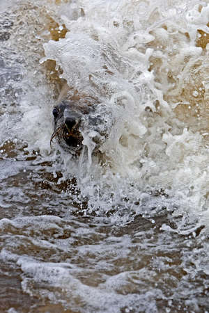 South African Fur Seal, arctocephalus pusillus, Female playing in Waves, Cape Cross in Namibiaの写真素材