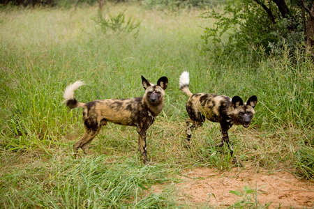African Wild Dog, lycaon pictus, Namibiaの写真素材