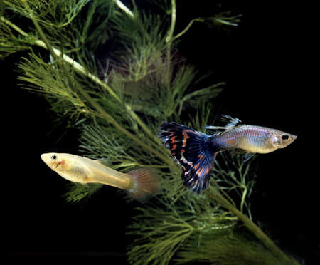 GUPPY poecilia reticulata, FEMALE WITH MALEの写真素材