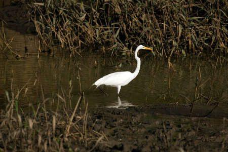 Great-White Egret, casmerodius albus, Adult standing in Swamp, Manu Reserve in Peruの写真素材