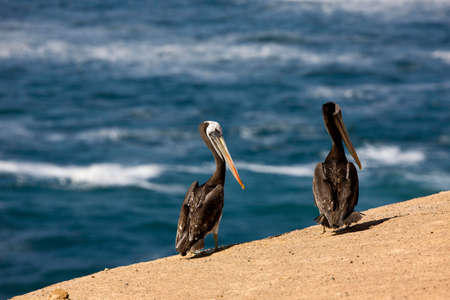 Peruvian Pelican, pelecanus thagus, Adults standing on Beach, Ballestas Islands in Paracas National Park, Peruの写真素材