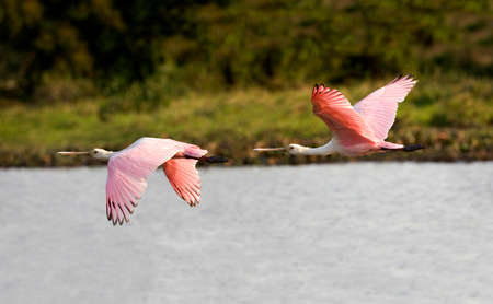 Roseatte Spoonbill, platalea ajaja, Adults in Flight, Los Lianos in Venezuelaの写真素材