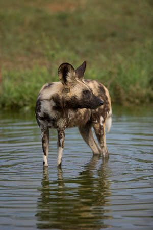 African Wild Dog, lycaon pictus, standing in Water Hole, Namibiaの写真素材