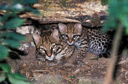 Ocelot, leopardus pardalis, Female with Cubの写真素材