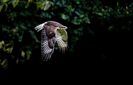 FERRUGINOUS HAWK buteo regalis, ADULT IN FLIGHT