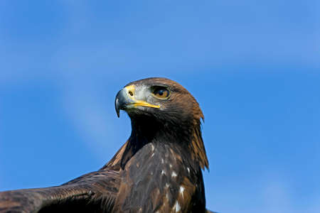 GOLDEN EAGLE aquila chrysaetos, HEAD OF ADULT