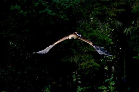 Imperial Eagle, aquila heliaca, Adult in Flight