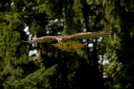 Red-Tailed Hawk, buteo jamaicensis, Adult in Flight