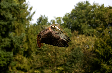 Red-Tailed Hawk, buteo jamaicensis, Adult in Flightの写真素材