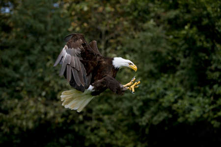 Bald Eagle, haliaeetus leucocephalus, Adult in Flight
