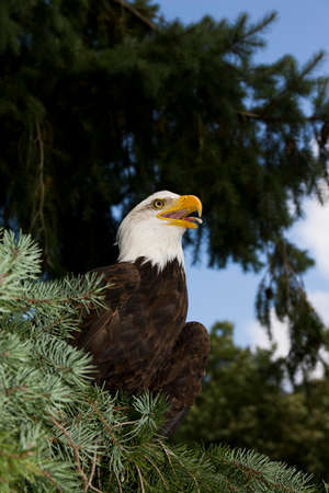 Bald Eagle, haliaeetus leucocephalus, Adult callingの写真素材