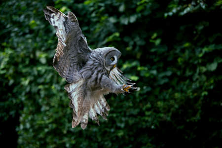 Great Grey Owl, strix nebulosa, Adult in Flightの写真素材