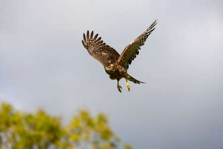 GOSHAWK accipiter gentilis, JUVENILE IN FLIGHT, NORMANDY IN FRANCEの写真素材