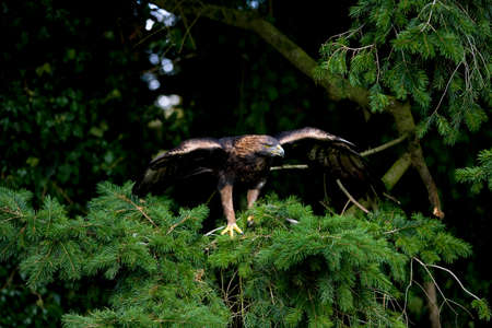 Golden Eagle, aquila chrysaetos, Adult standing in Pine Tree
