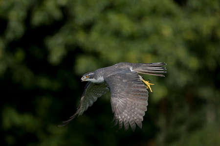 Goshawk, accipiter gentilis, Adult in Flightの写真素材
