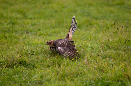GOSHAWK accipiter gentilis, JUVENILE, NORMANDY IN FRANCEの写真素材