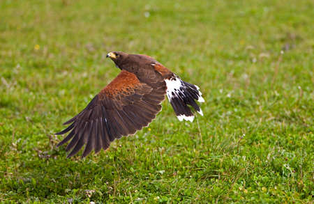 Harris Hawk, parabuteo unicinctus, Adult in Flight