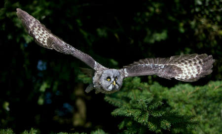 GREAT GREY OWL strix nebulosa, ADULT IN FLIGHT