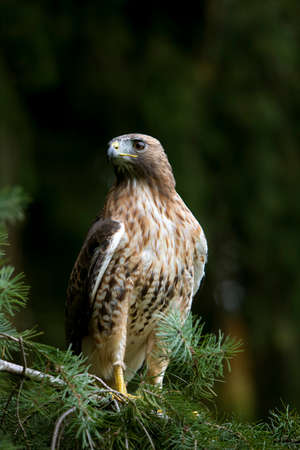 Red-Tailed Hawk, buteo jamaicensisの写真素材