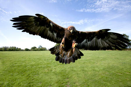 Golden Eagle, aquila chrysaetos, Adult in Flight