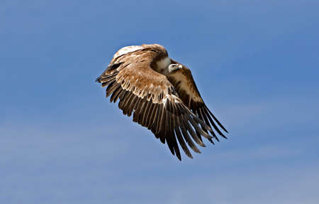 GRIFFON VULURE gyps fulvus FLYING