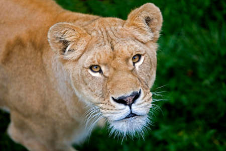 African Lion, panthera leo, Portrait of Femaleの写真素材