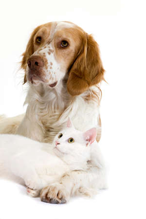 French Spaniel Male Dog (Cinnamon Color) and White Domestic Catの写真素材