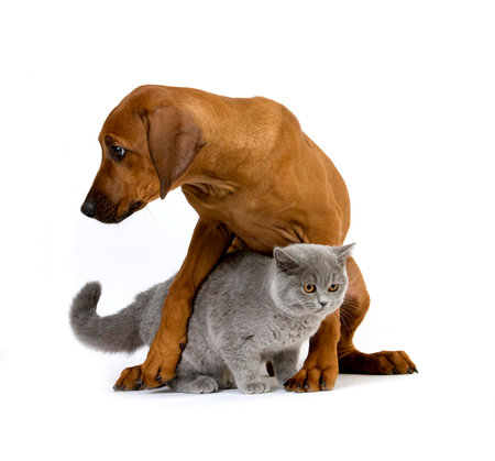 Lilac British Shorthair Male Domestic Cat and Rhodesian Ridgeback, 3 Months old Pupの写真素材