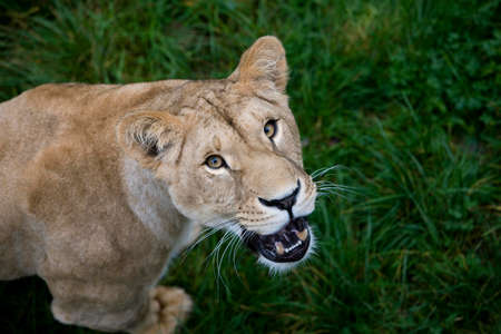 African Lion, panthera leo, Femaleの写真素材