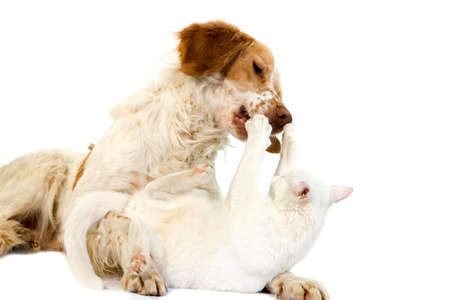 French Spaniel Dog (Cinnamon Color) Playing with White Domestic Cat against White Background