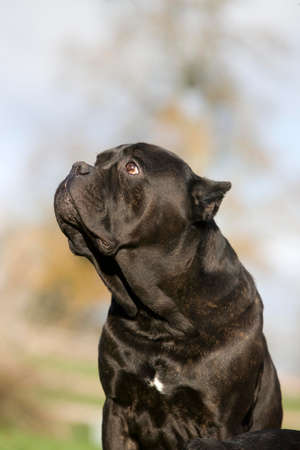 CANE CORSO, A DOG BREED FROM ITALY, PORTRAIT OF ADULTの写真素材